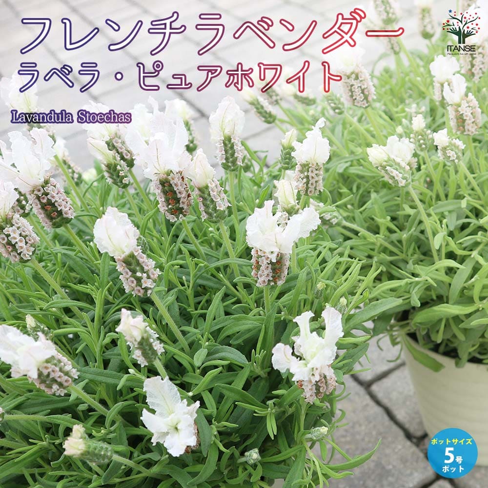フレンチラベンダー ラベラ・ピュアホワイト【ハーブの苗5号鉢】