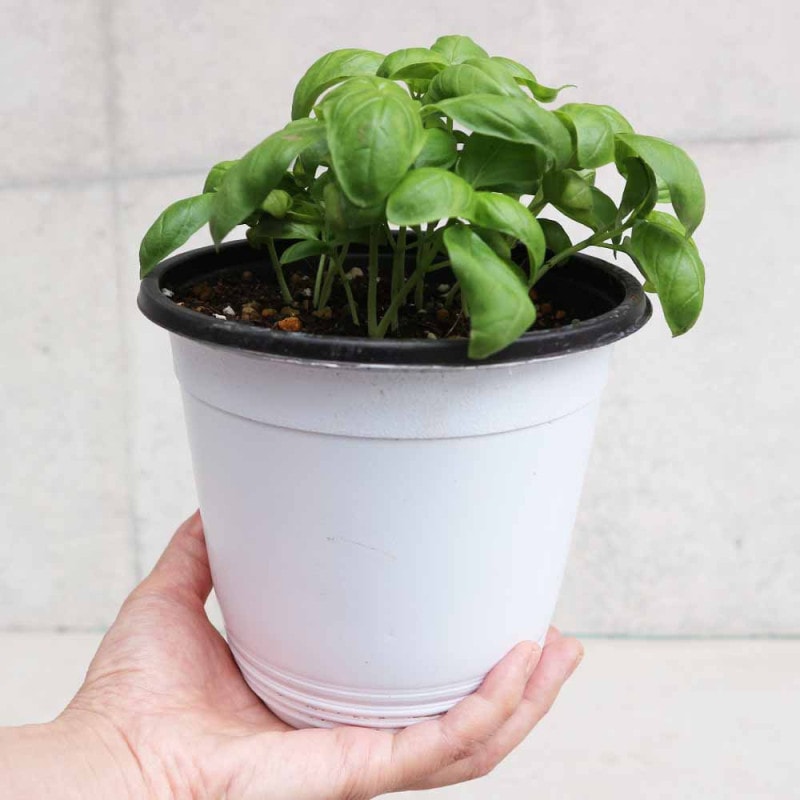 栽培セット スイートバジル【ハーブの苗 9cm～10.5cmポット苗