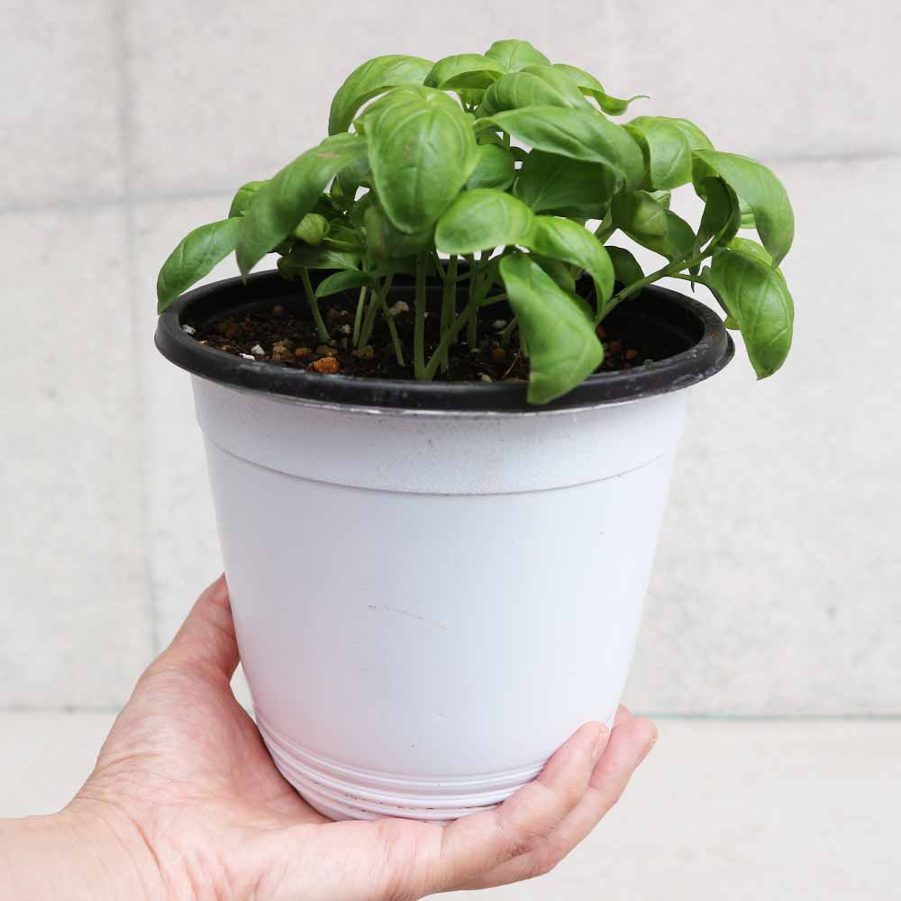 香りが良くて背が高くならない キッチン・スイートバジル 品種：矮性スイートバジル ジェコン【ハーブの苗 BN15cmポット苗】