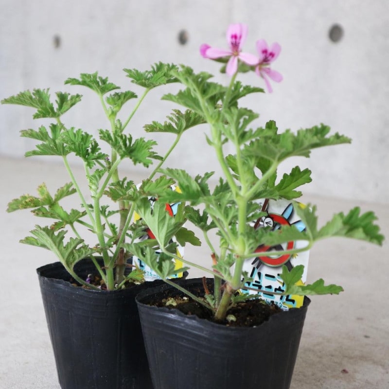 プリンセス ヴェール フロリバンダローズ 薔薇【花苗 6号鉢 バラ大苗