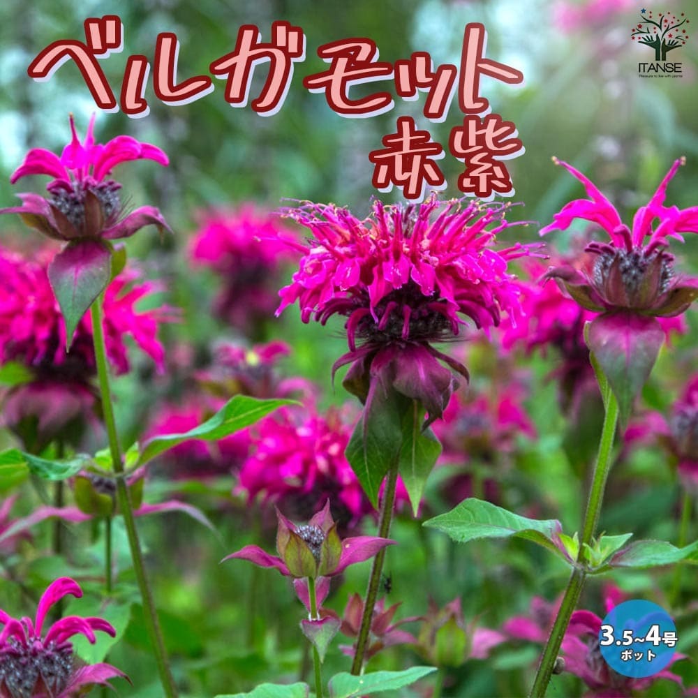 ベルガモット (モナルダ)赤紫花2個～【ハーブの苗 4号ポット】