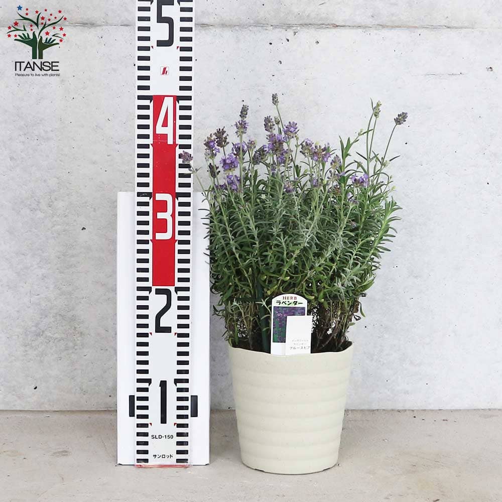 イングリッシュラベンダー ブルースピア【ハーブの苗 4号～5号