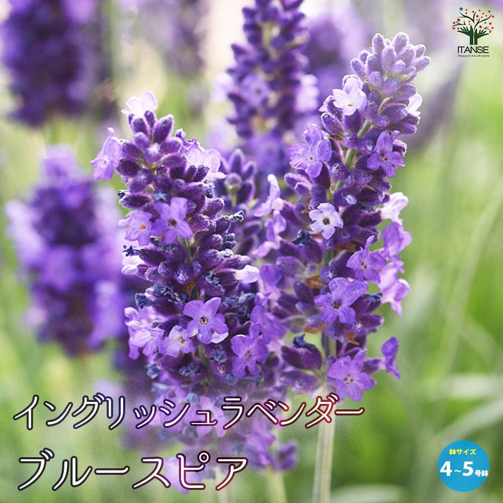 開花中♥ラベンダー キューデラ アンティークパープル♥人気品種♥花苗