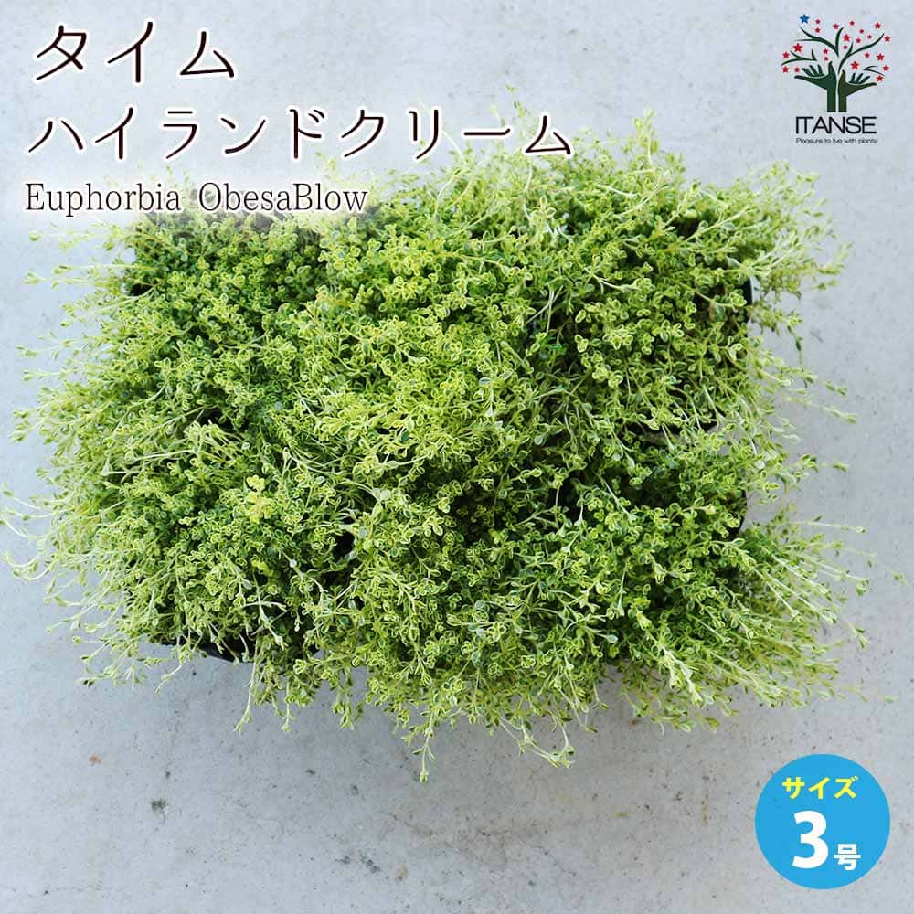 タイム ハイランドクリーム【ハーブの苗 3号ポット】