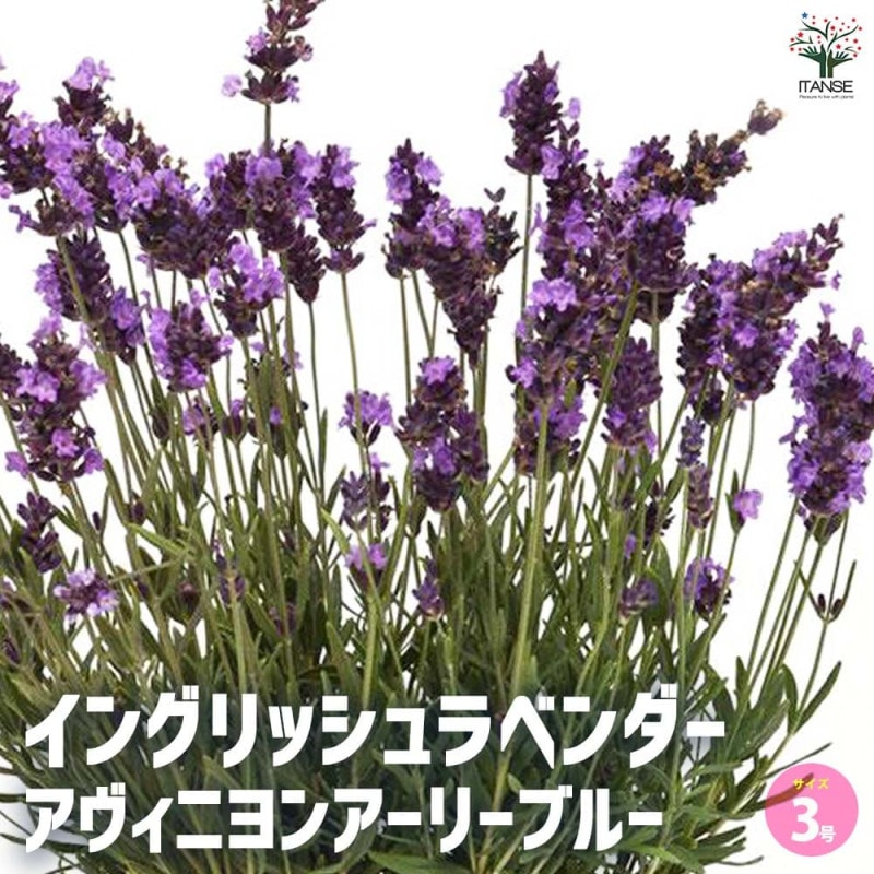 ラベンダー アヴィニョン アーリーブルー 【ハーブの苗 4号】｜ 【植物