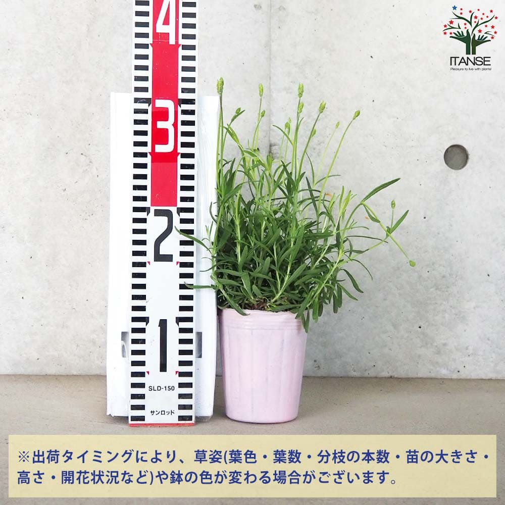 イングリッシュラベンダー アヴィニョン・アーリーブルー【ハーブの苗