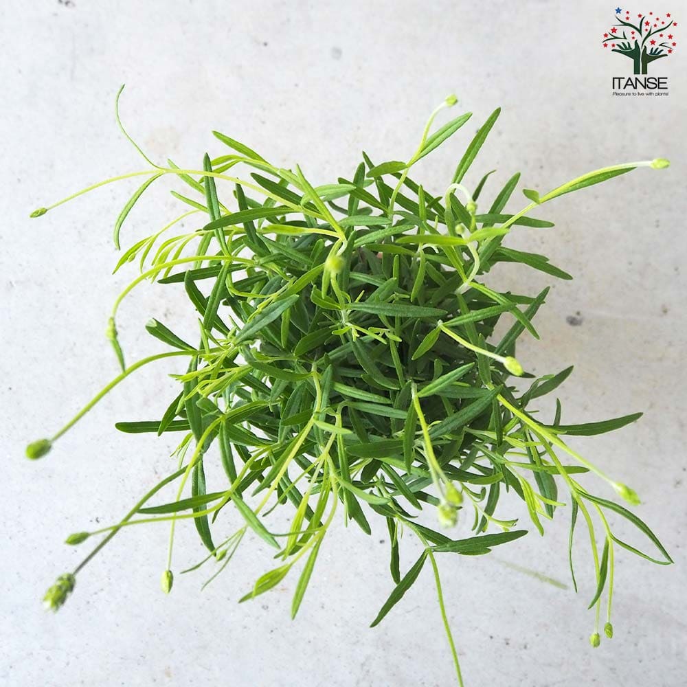 イングリッシュラベンダー アヴィニョン・アーリーブルー【ハーブの苗