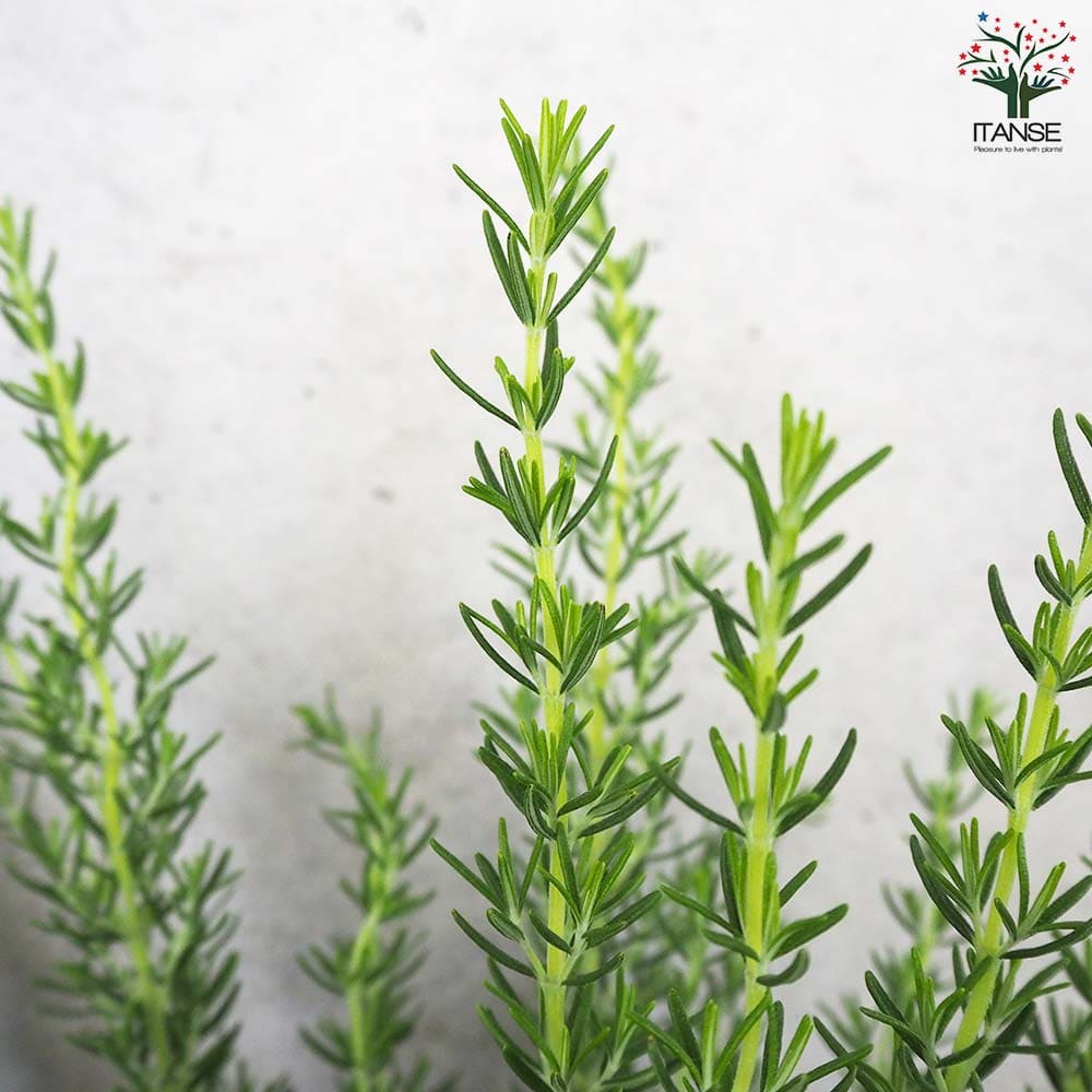 ローズマリー マジョルカピンク【ハーブの苗 6号鉢】｜ 【植物の