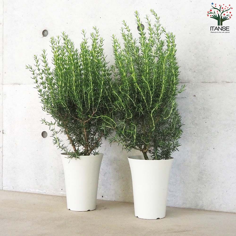 ローズマリー マジョルカピンク【ハーブの苗 6号鉢】｜ 【植物の