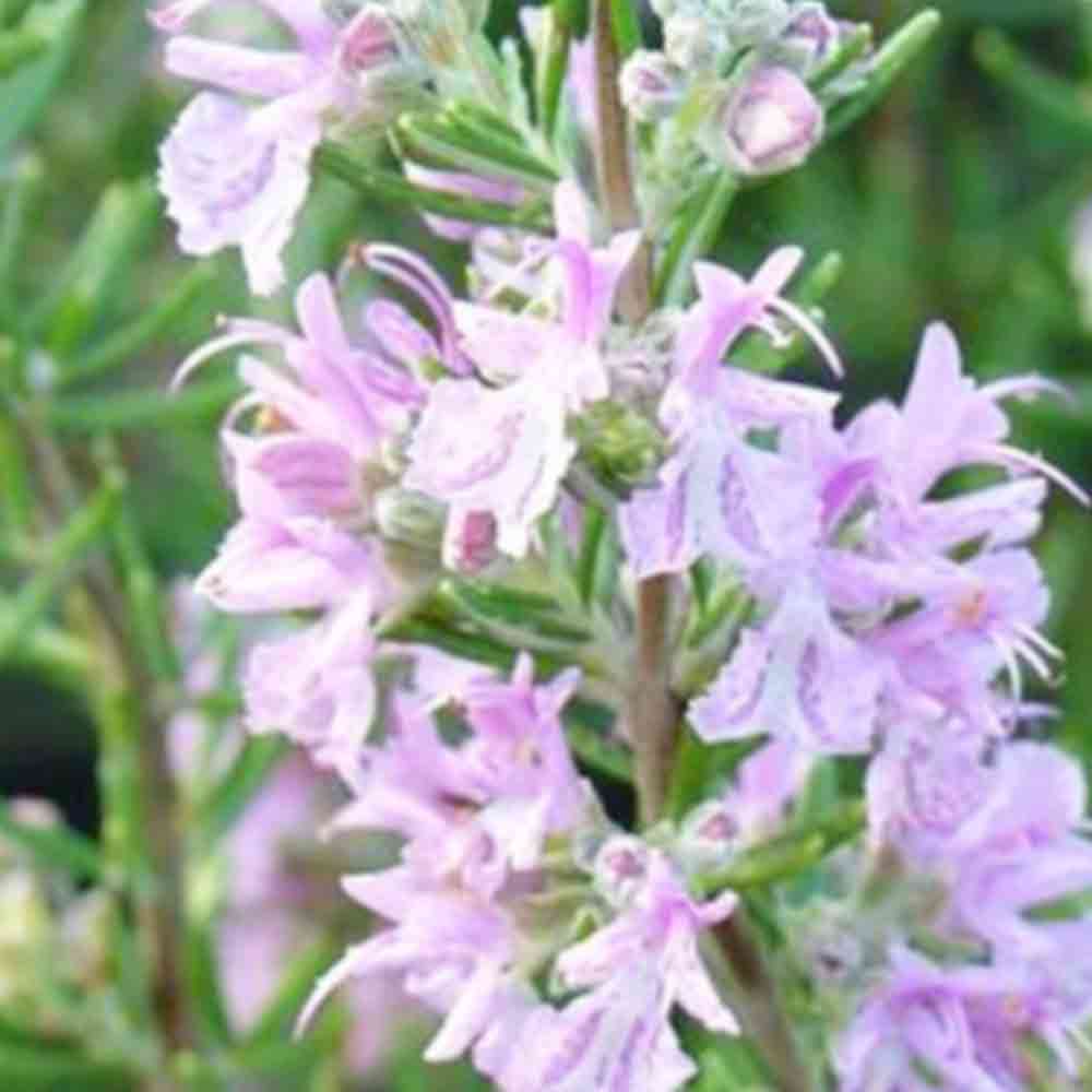 ローズマリー マジョルカピンク【ハーブの苗 6号鉢】