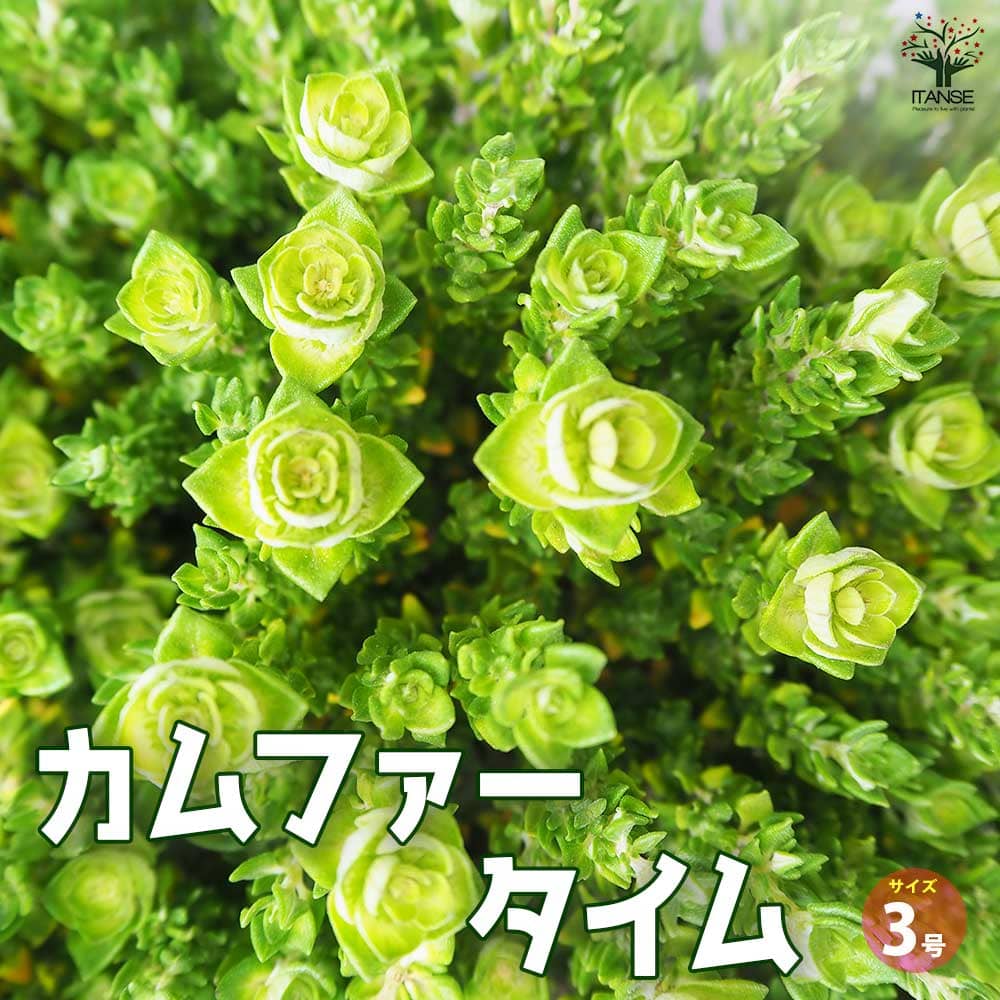 カムファー タイム【ハーブの苗 3号ポット】