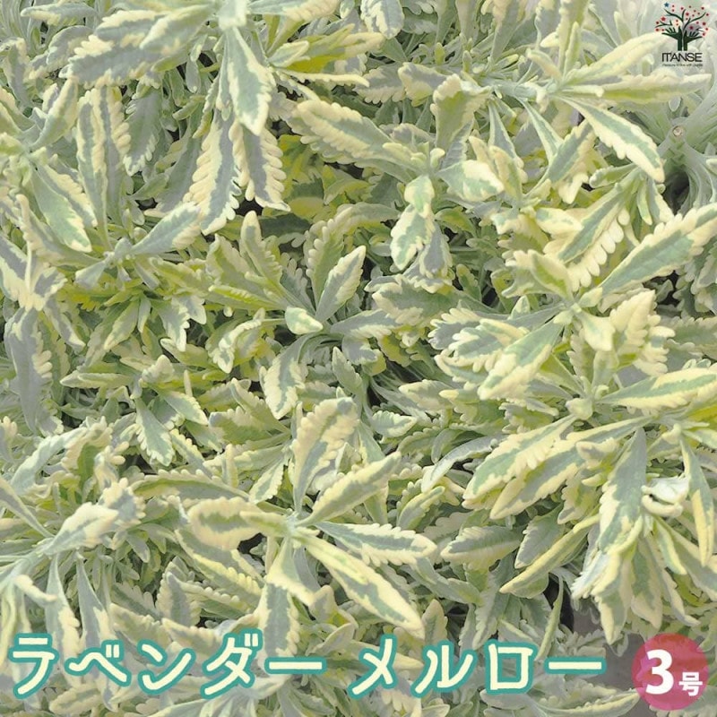 ラベンダー｜【植物のITANSE】全品送料無料・即出荷!