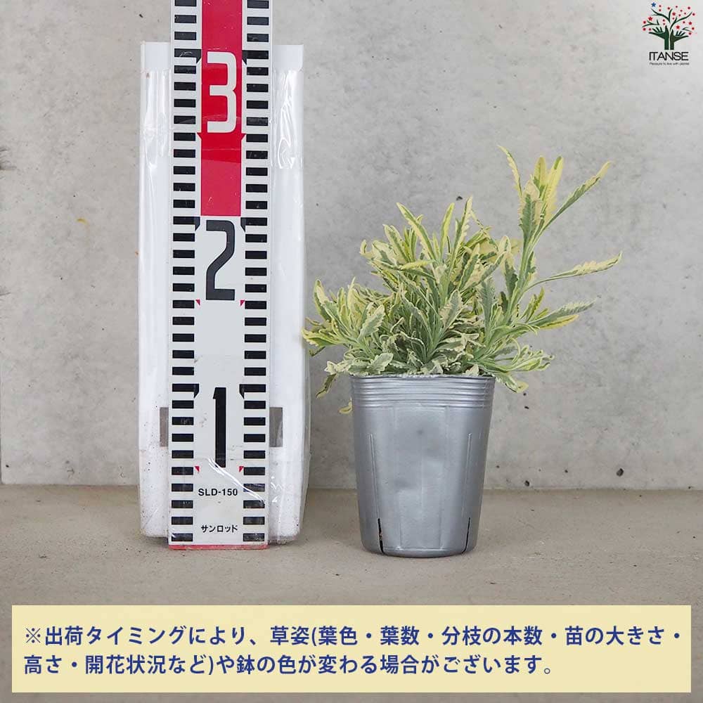 斑入りラベンダー メルロー 9cmロングポット+オマケ 斑入りラベンダー メルロー 2.5号〜3.5号ポット苗 希少 ハーブ