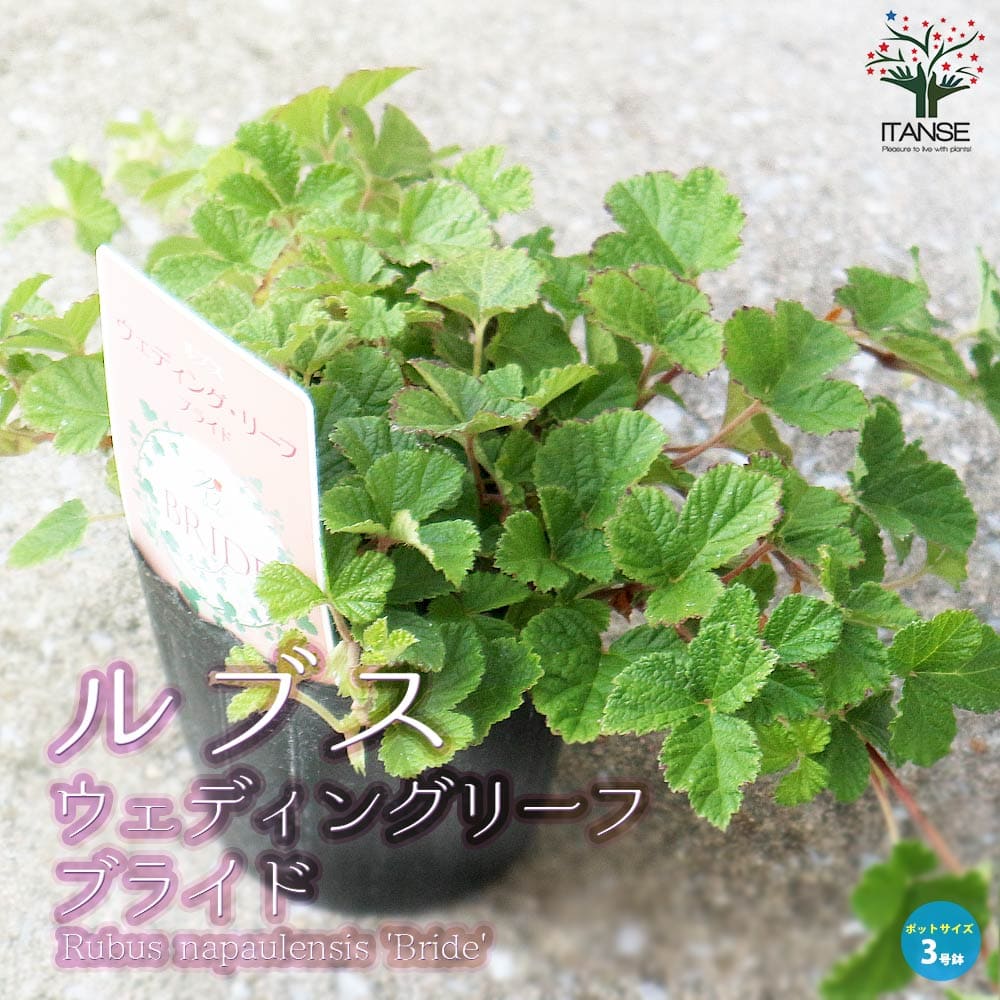 ルブス ウェディングリーフ・ブライド【観葉植物 3号ポット 植木／花木