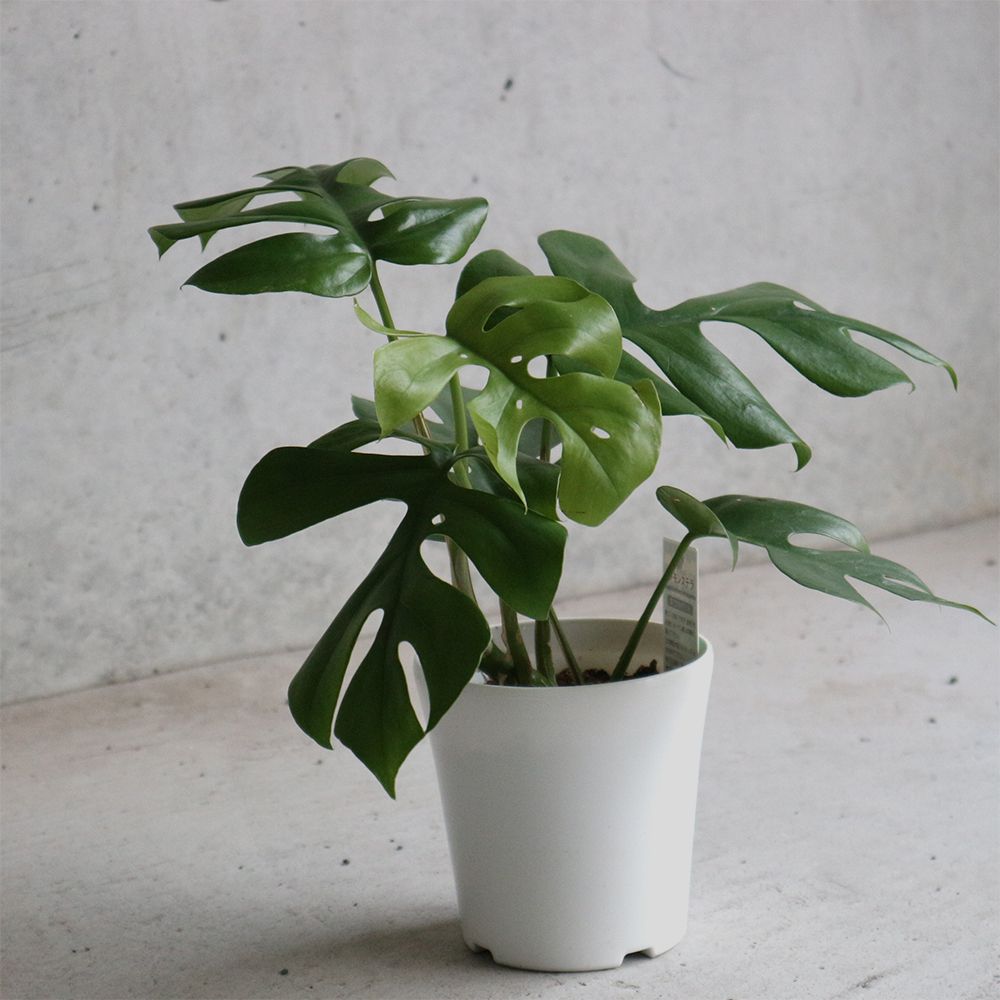 ヒメモンステラ （姫モンステラ）【観葉植物 リビングやオフィスに置きやすい4号サイズ】