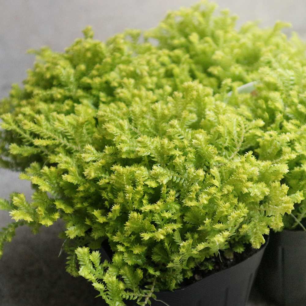 クッションモス(セラギネラ)・オーロラ2個～【観葉植物 3号ポット苗 グランドカバー苗】