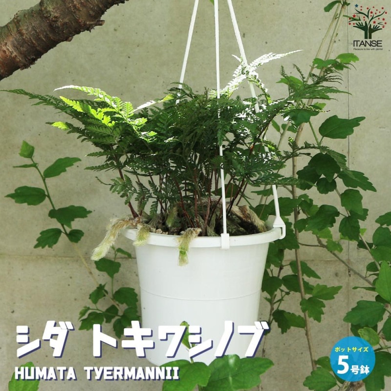 オリーブの苗木 ネバディロブランコ【果樹の苗木 9号ポット大苗 挿し木