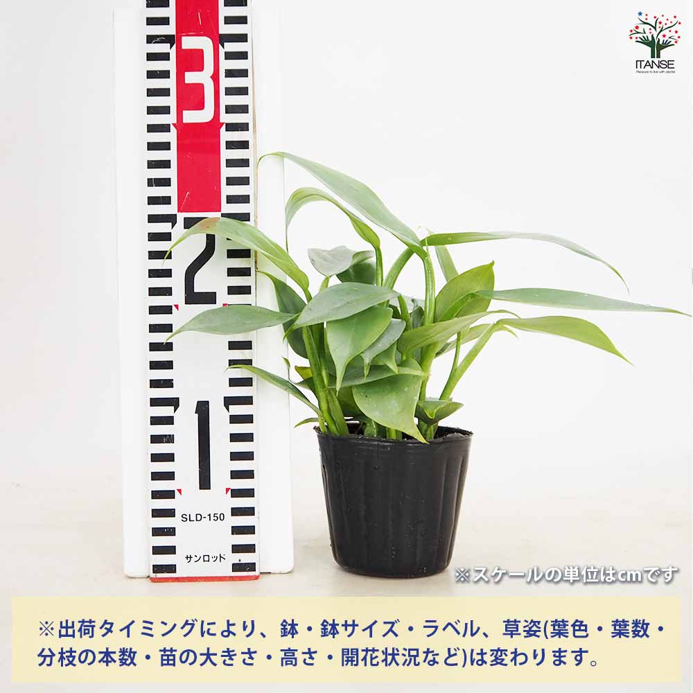 フィロデンドロン・シルバーメタル【観葉植物 3～4号鉢】｜ 【植物の