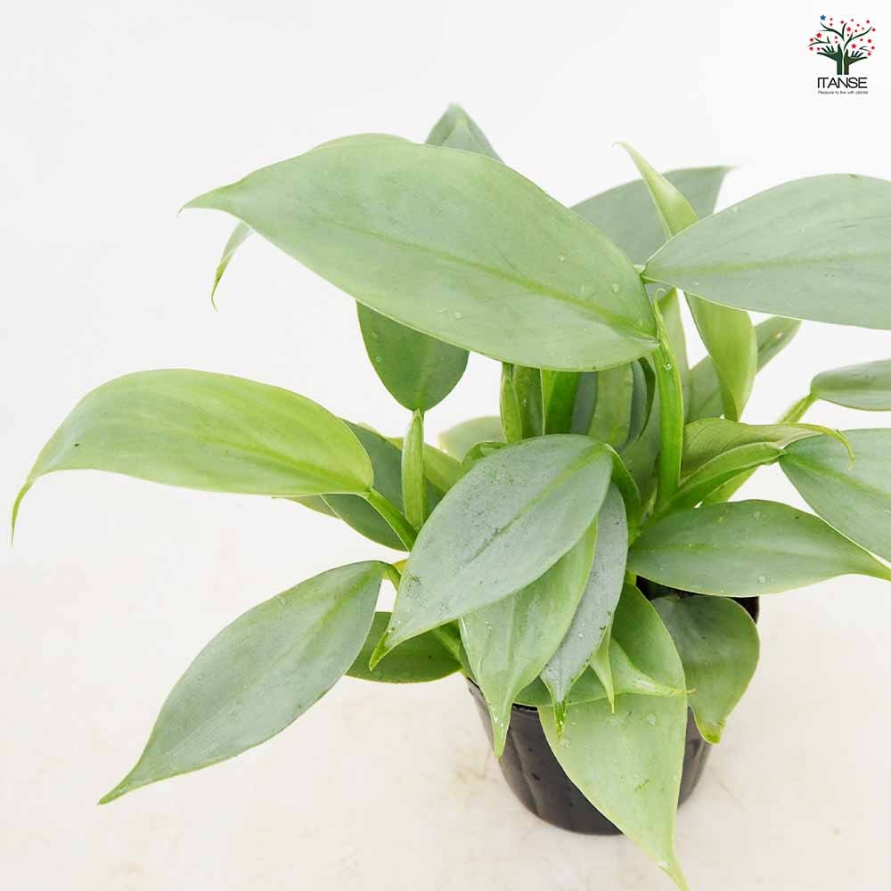 フィロデンドロン・シルバーメタル【観葉植物 3～4号鉢】｜ 【植物の