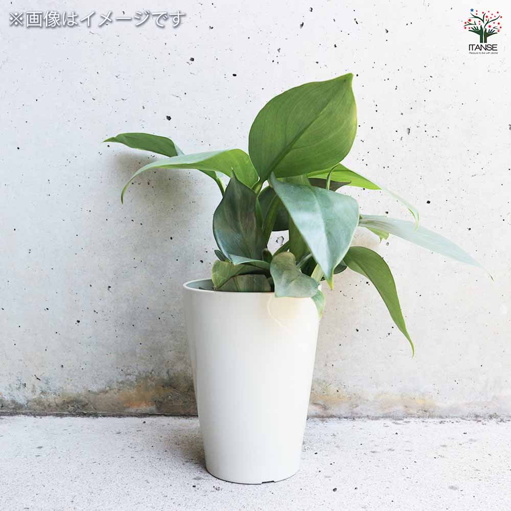 フィロデンドロン・シルバーメタル【観葉植物 3～4号鉢】｜ 【植物の