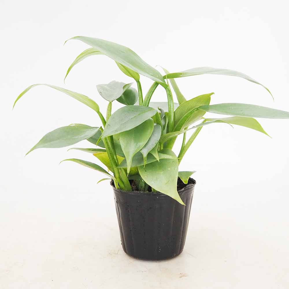 フィロデンドロン・シルバーメタル【観葉植物 3～4号鉢】｜ 【植物の