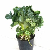 セローム・スーパーアトム リビングやオフィス向きサイズ【観葉植物 3.5号鉢】|観葉植物