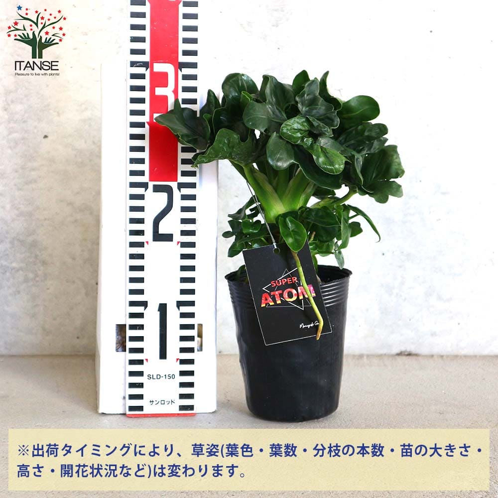 セローム・スーパーアトム リビングやオフィス向きサイズ【観葉植物