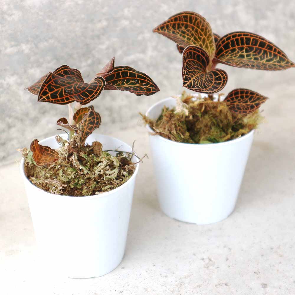 アネクトキルス・アルボリネアータス／ジュエルオーキッド・水草【観葉植物 2号ポット】