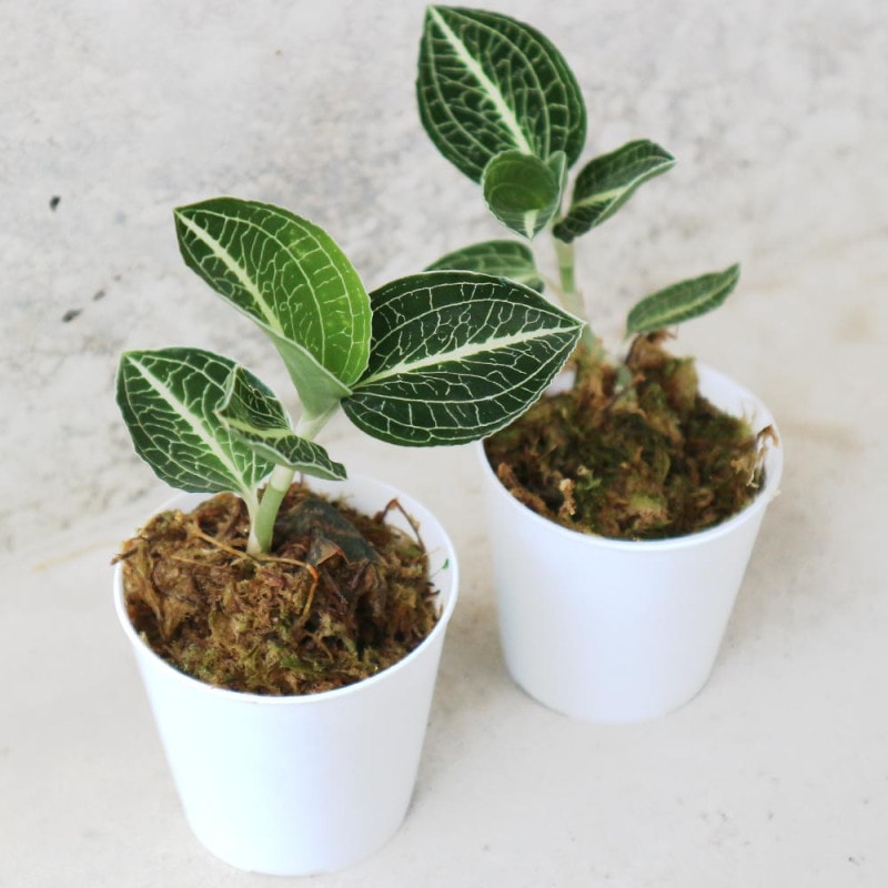 ユーカリ グニー【花苗3.5号ポット苗】｜ 【植物のITANSE】全品