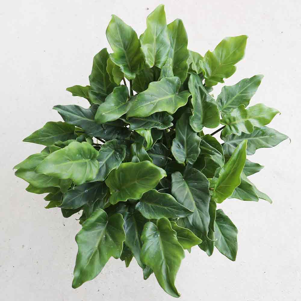 クッカバラ 緑葉【観葉植物 5号鉢】｜ 【植物のITANSE】全品送料