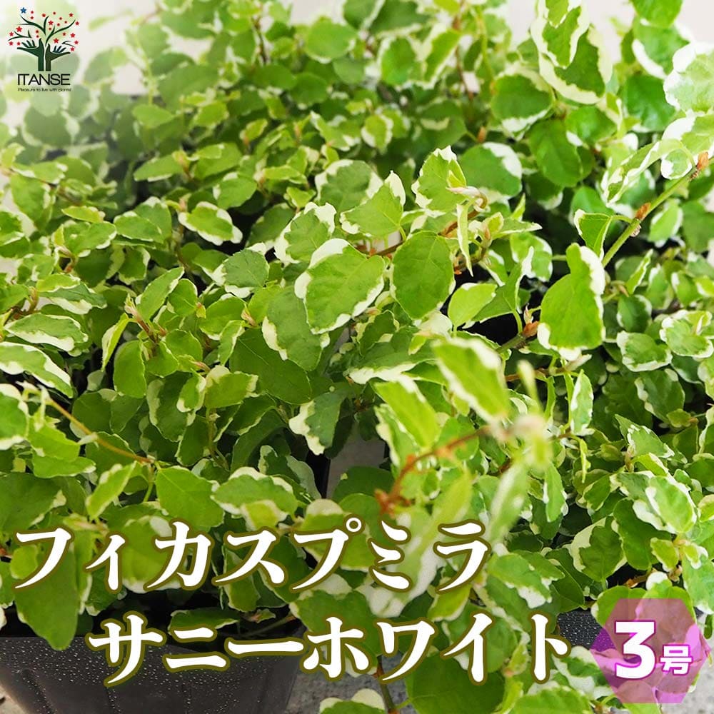 フィカス プミラ サニーホワイト(斑入り)【観葉植物 3号ポット】