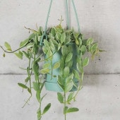 ディスキディア エメラルド【観葉植物 3.5号吊り鉢】|観葉植物