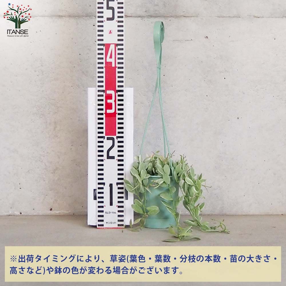 ディスキディア エメラルド【観葉植物 3.5号吊り鉢】｜ 【植物の