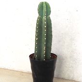 柱サボテン 鬼面閣(キメンカク)【観葉植物 4.5号鉢】