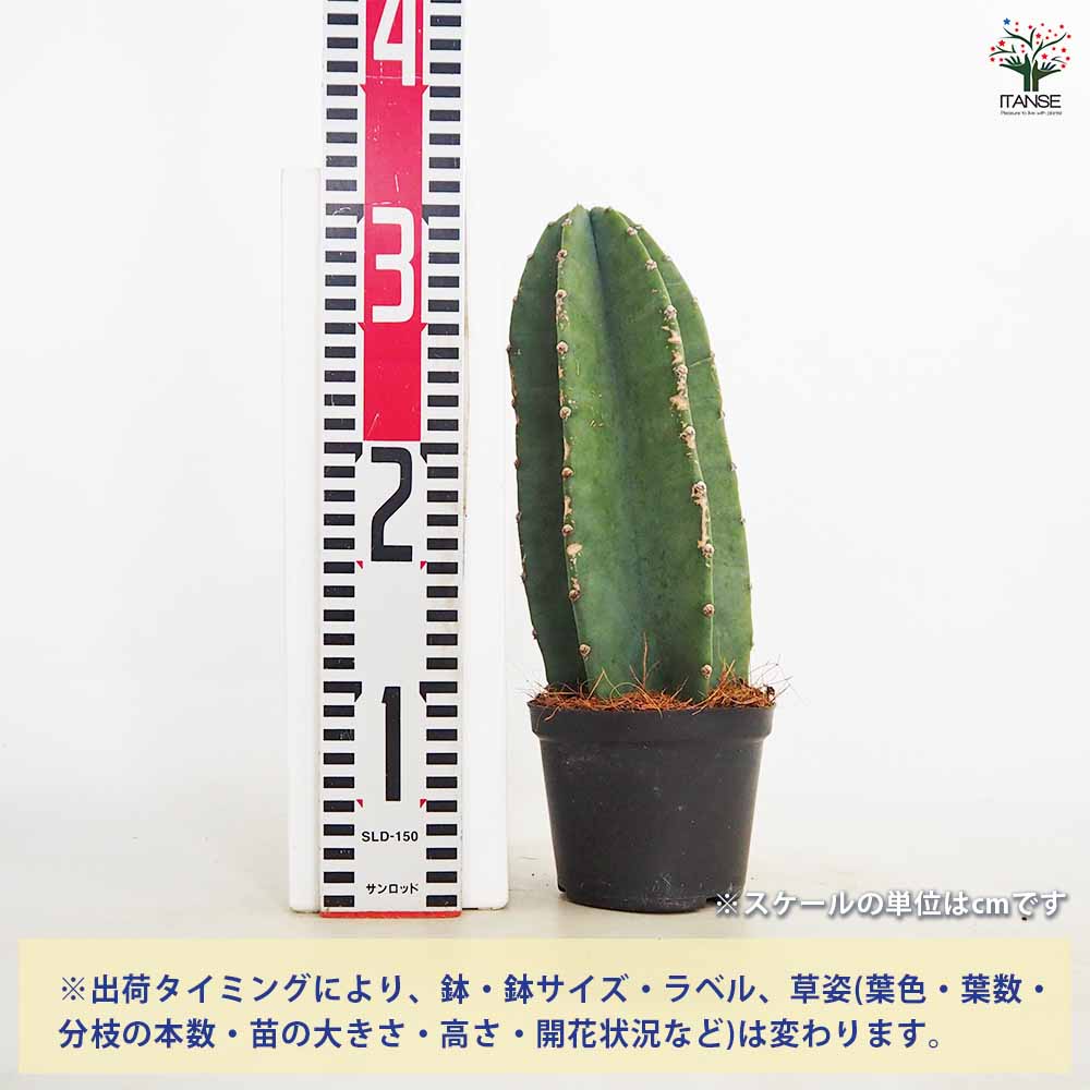 キメンカク　柱サボテン（鬼面角） 柱サボテン 鬼面閣(キメンカク)【観葉植物 4.5号鉢】｜ 【植物の