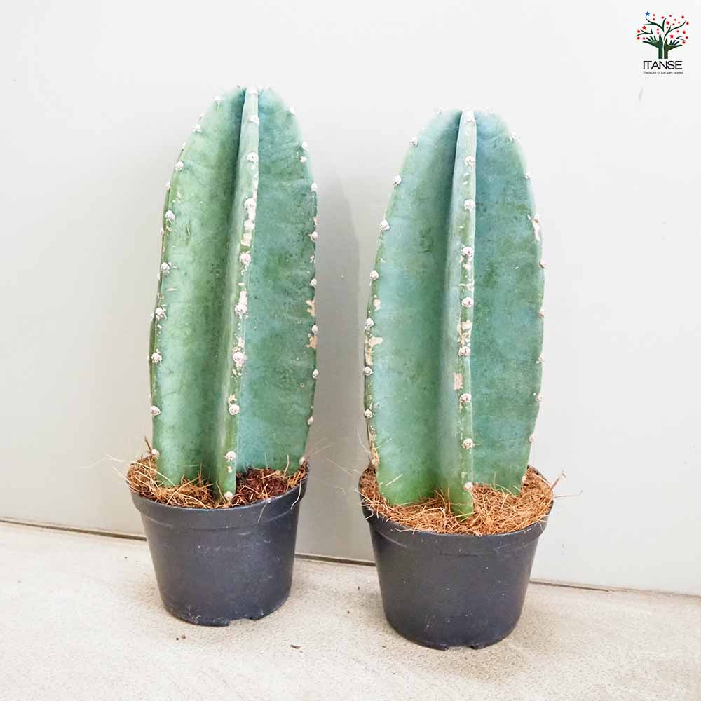 キメンカク　柱サボテン（鬼面角） 柱サボテン 鬼面閣(キメンカク)【観葉植物 4.5号鉢】｜ 【植物の