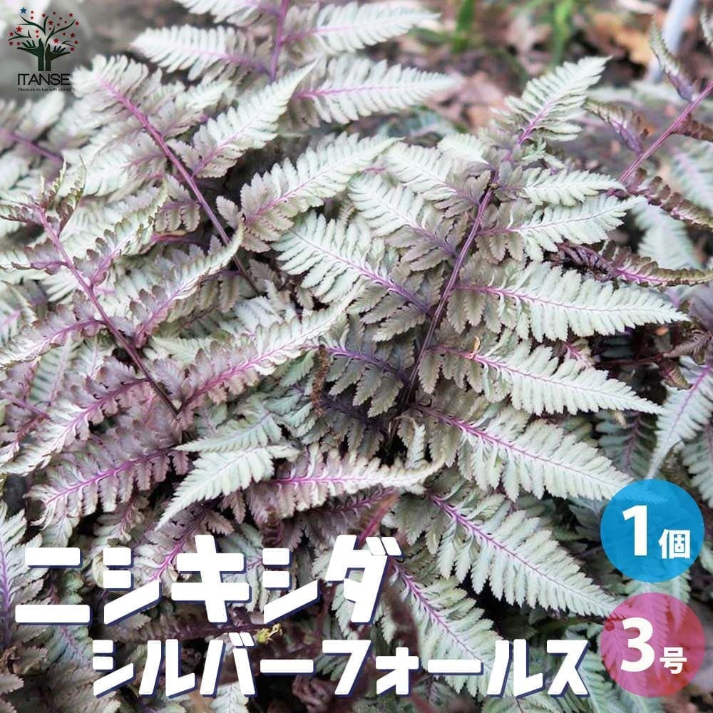 ニシキシダ シルバーフォールス【観葉植物 3号ポット】｜ 【植物の
