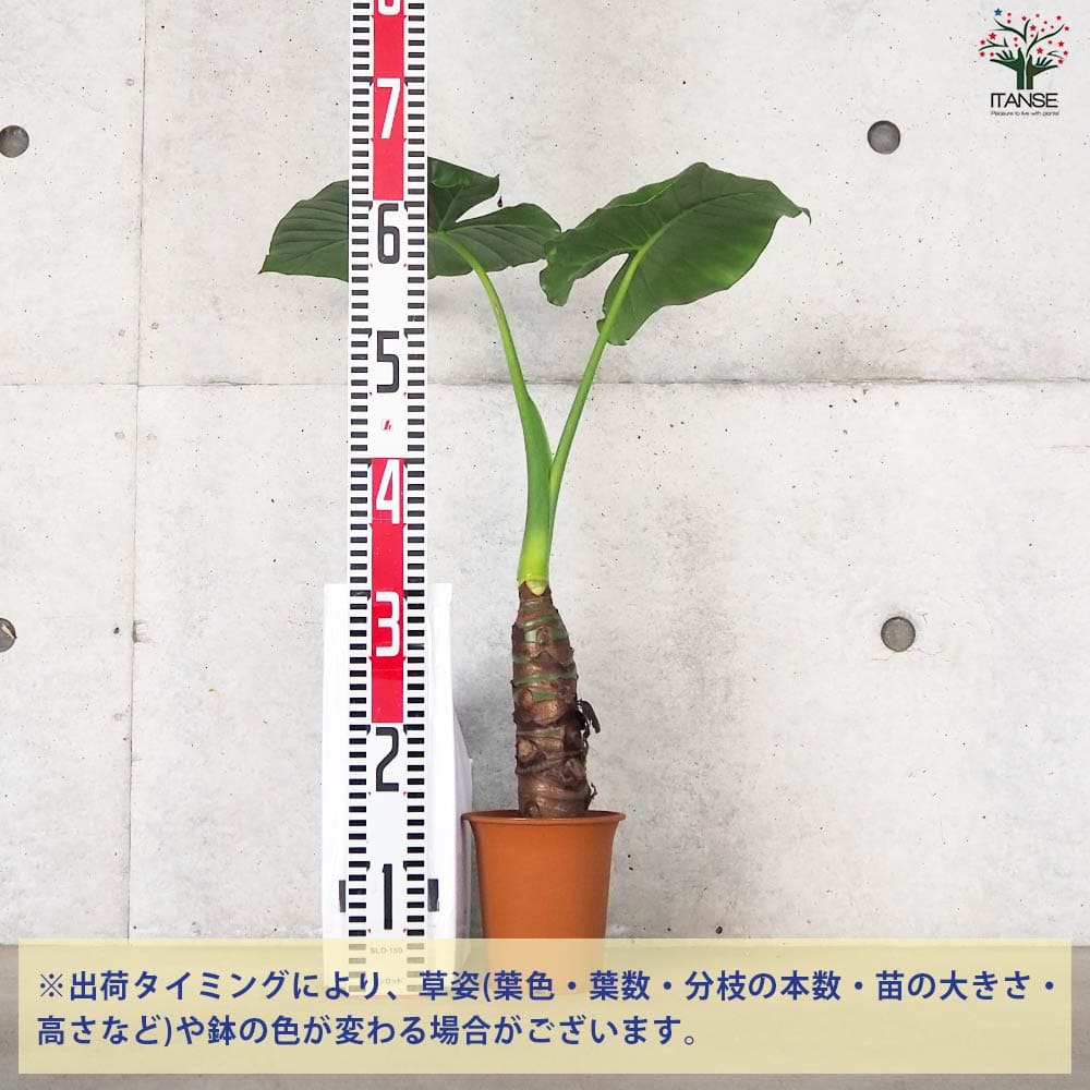クワズイモ【観葉植物 4号ポット】｜ 【植物のITANSE