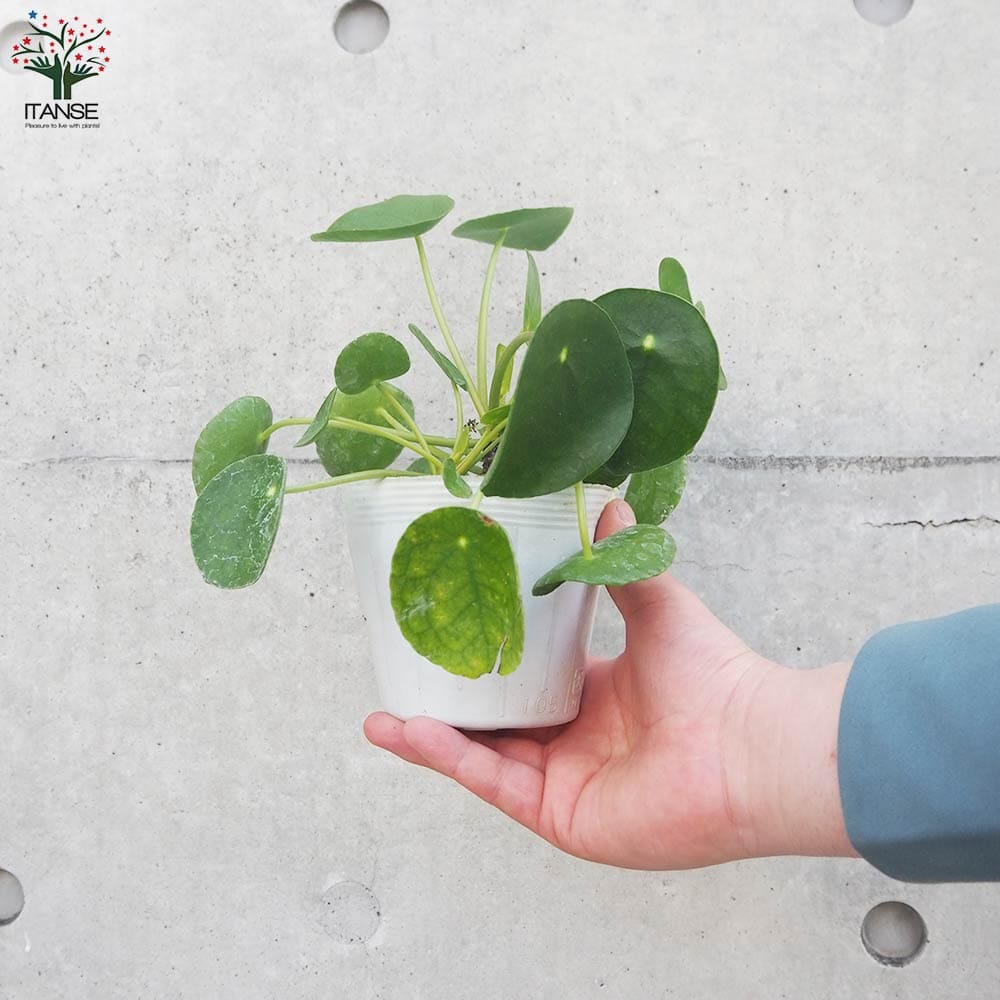 ピレア ペペロミオイデス【観葉植物 3.5号ポット】｜ 【植物の