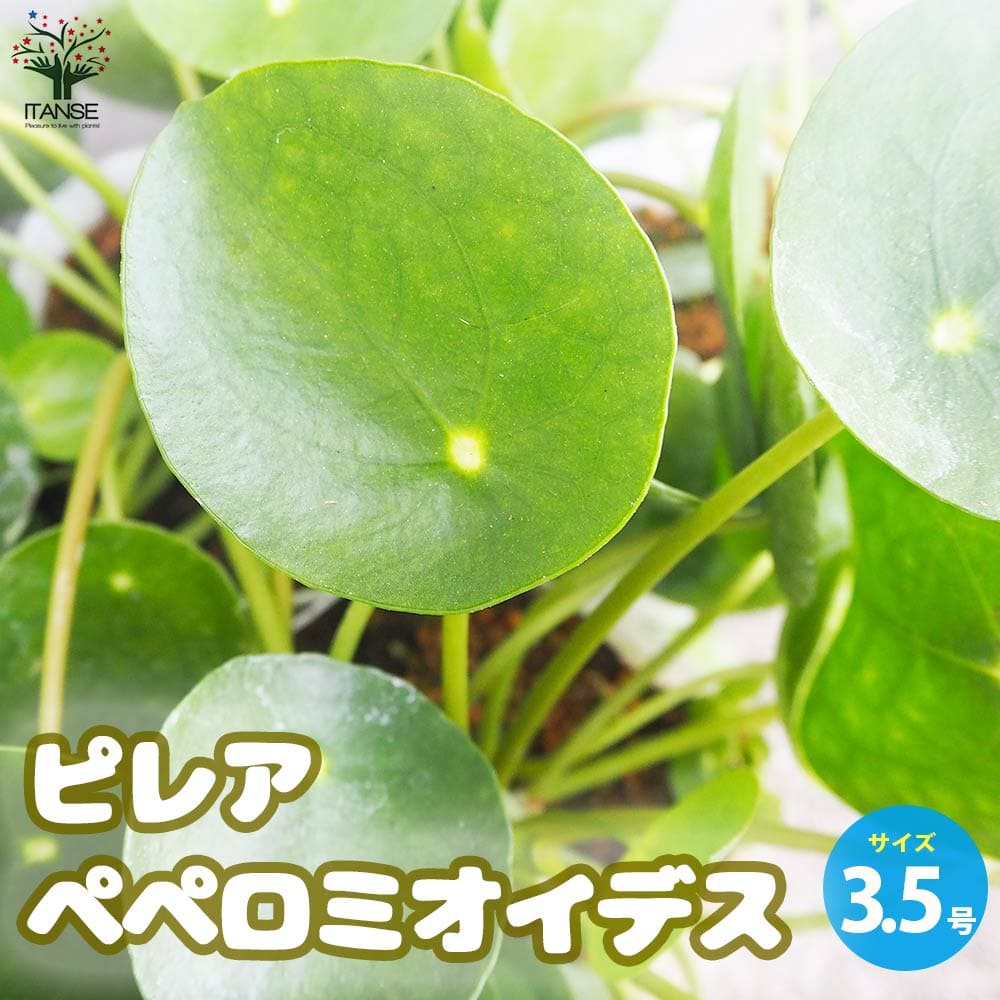 ピレア ペペロミオイデス【観葉植物 3.5号ポット】