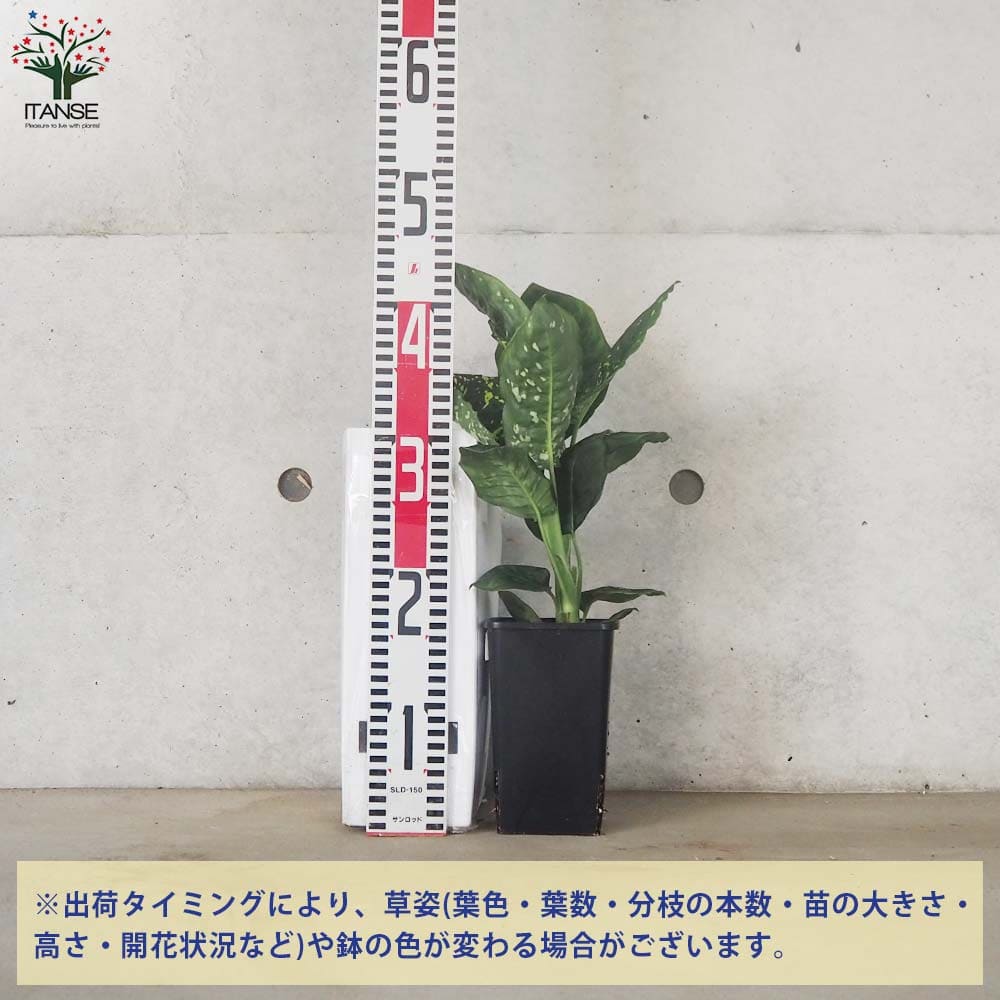 ディフェンバキア リフレクタ【観葉植物 4号鉢】｜ 【植物の