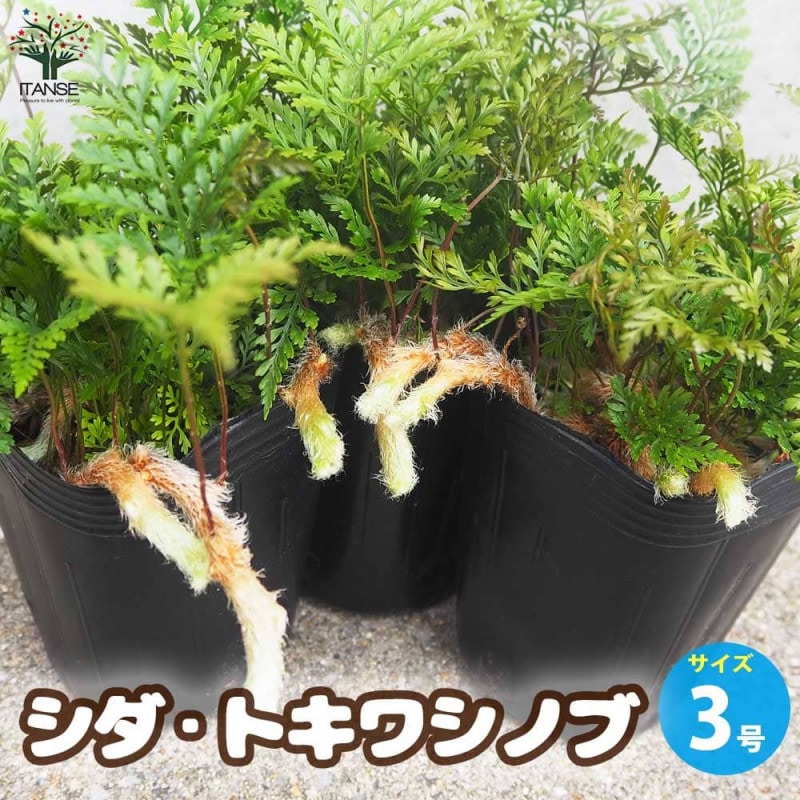 ライチの苗木 モーリシャス Mサイズ【果樹の苗木 6号ポット 取り木苗