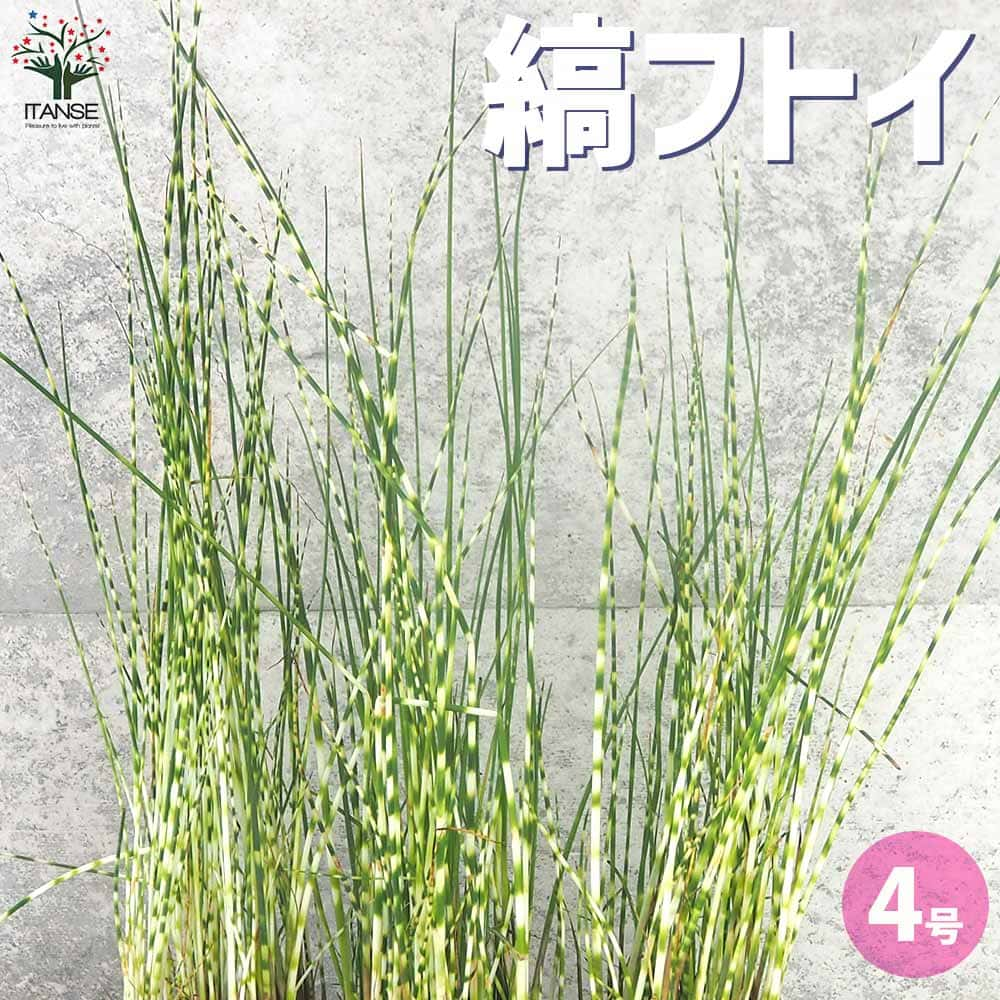 縞フトイ【観葉植物 4号ポット】