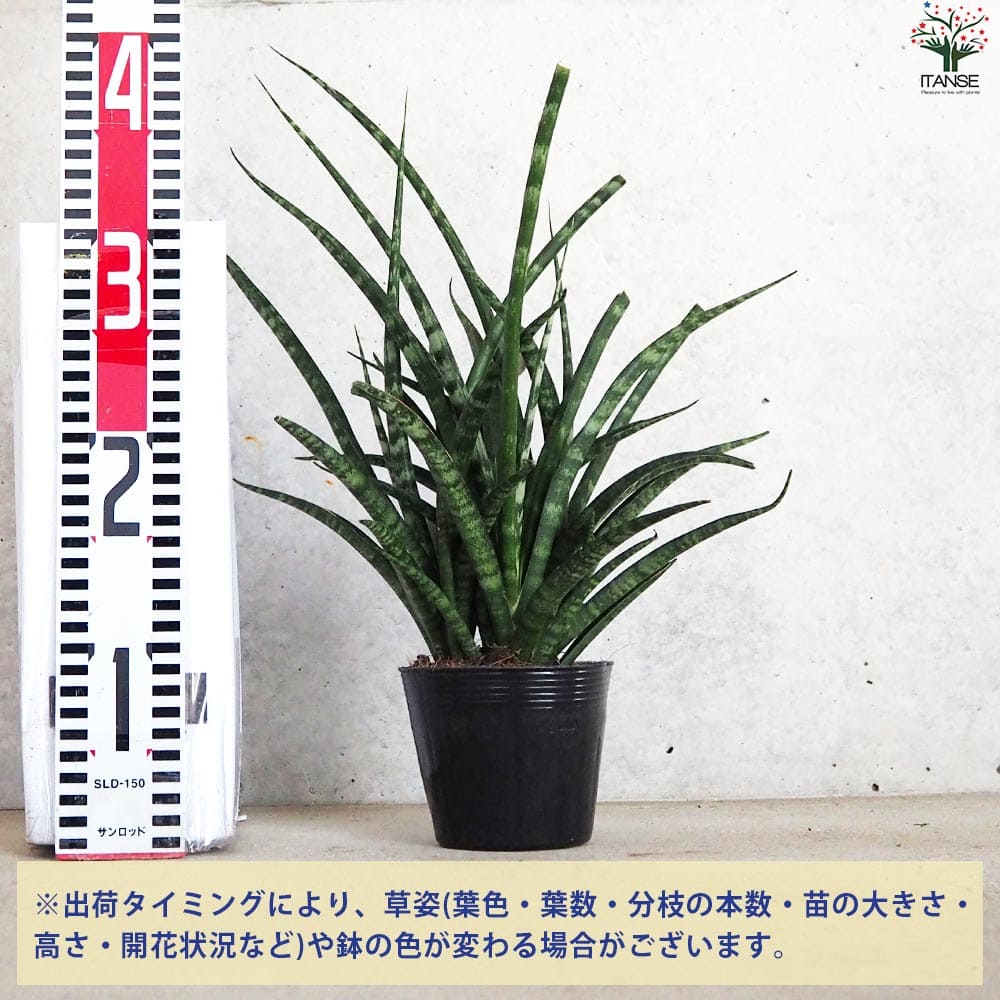 サンスベリア ファーンウッド【観葉植物 3.5号ポット】｜ 【植物の