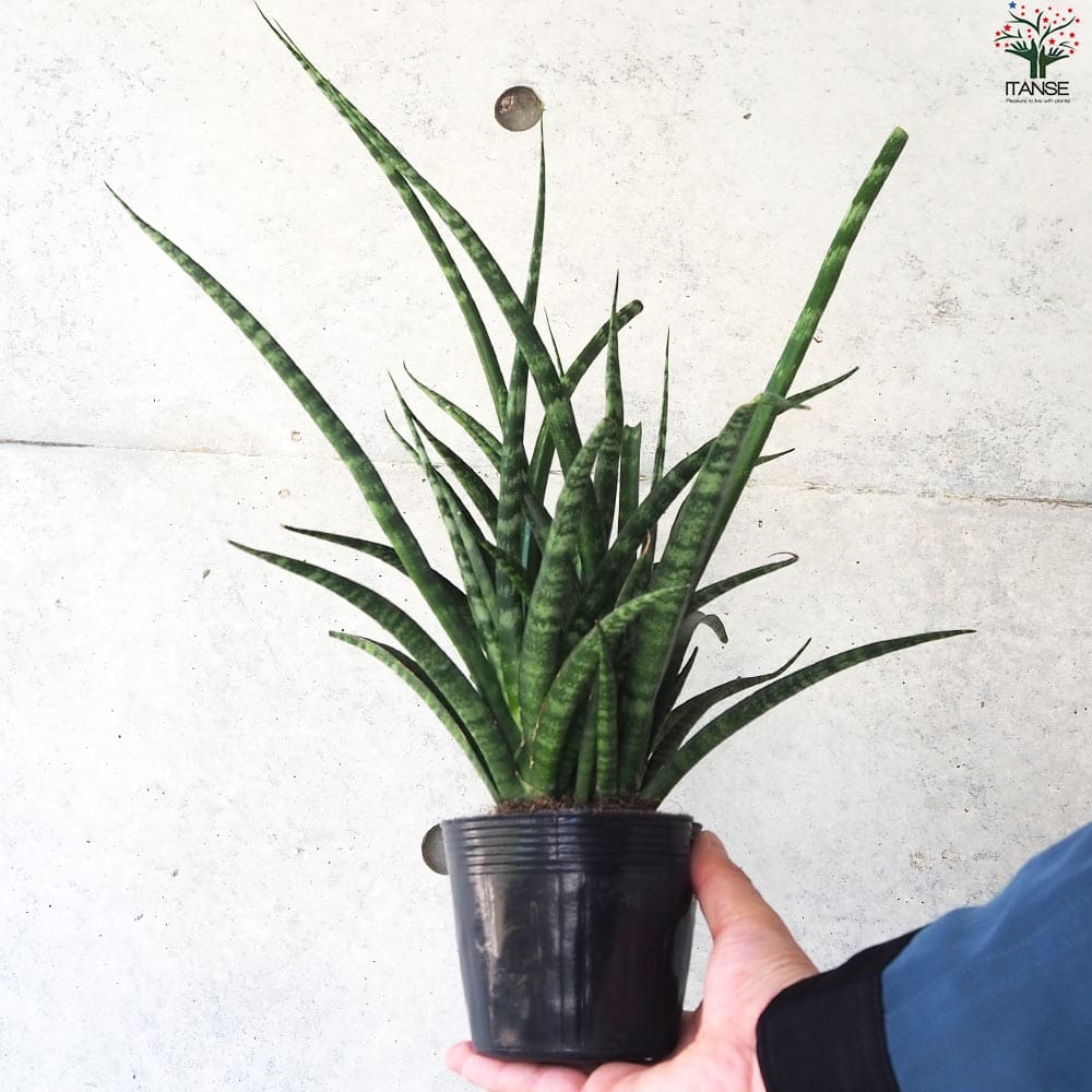 サンスベリア ファーンウッド【観葉植物 3.5号ポット】｜ 【植物の