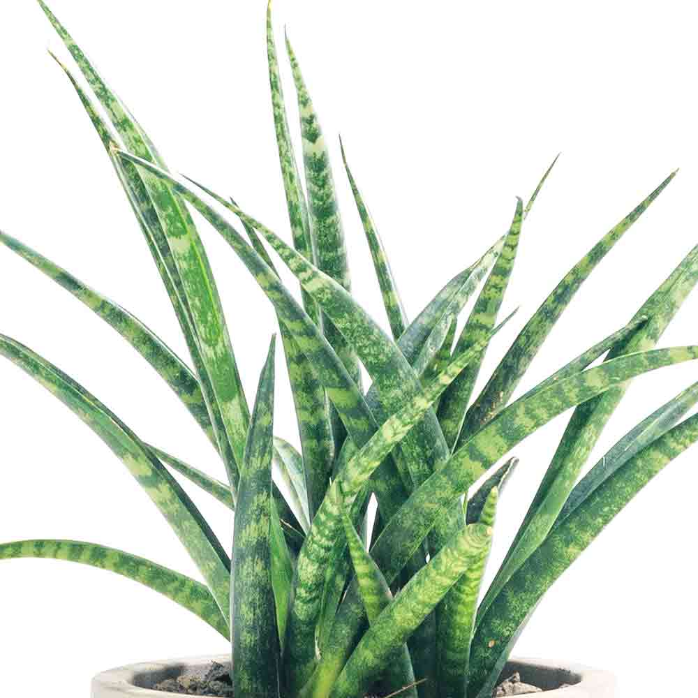 サンスベリア ファーンウッド【観葉植物 3.5号ポット】