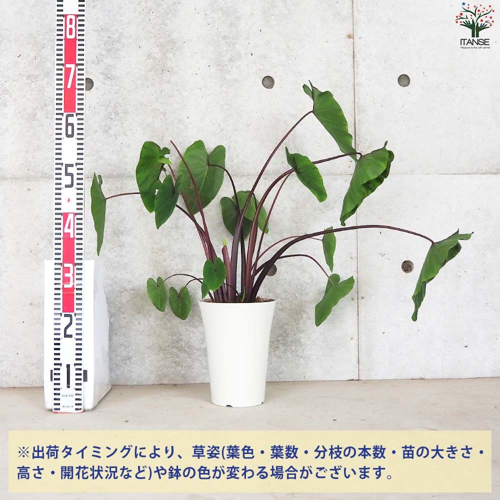 コロカシア ファラオズマスク【観葉植物 6号鉢】｜ 【植物の