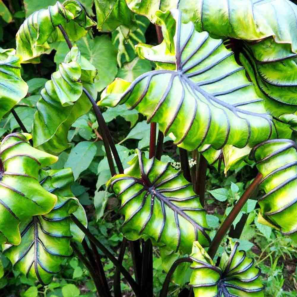 コロカシア ファラオズマスク【観葉植物 6号鉢】