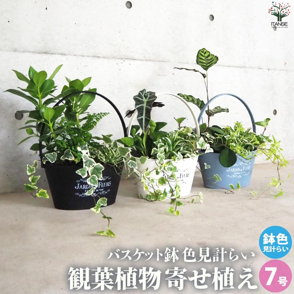 観葉植物 寄せ植え【観葉植物 7号バスケット鉢】