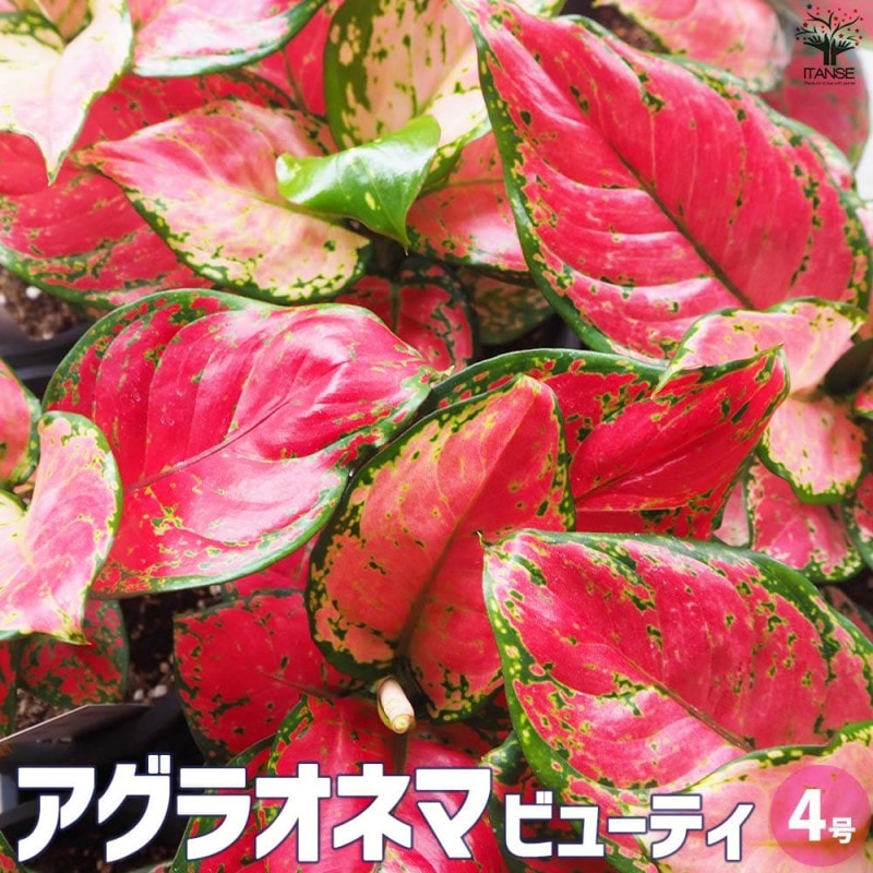 ハオルチア(赤) B型コンプトミュータント 【多肉植物 2.5号